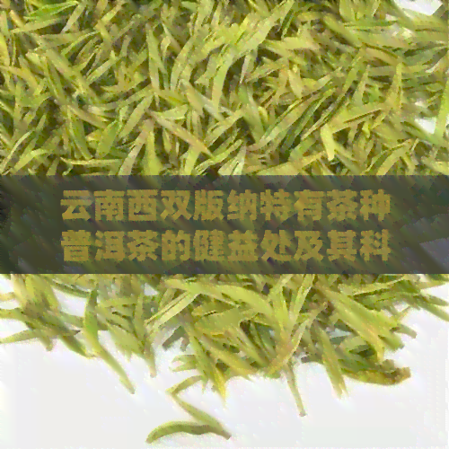 云南西双版纳特有茶种普洱茶的健益处及其科学解析