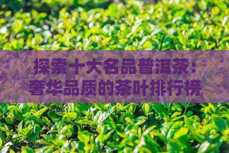 探索十大名品普洱茶：奢华品质的茶叶排行榜