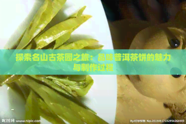 探索名山古茶园之旅：品味普洱茶饼的魅力与制作过程