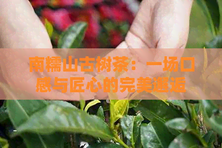 南糯山古树茶：一场口感与匠心的完美邂逅