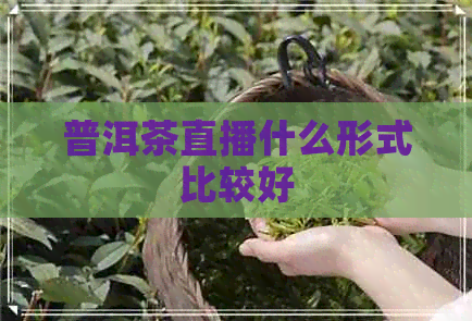 普洱茶直播什么形式比较好