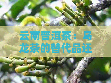 云南普洱茶：乌龙茶的替代品还是独特的茶类？探讨其价格差异与区别