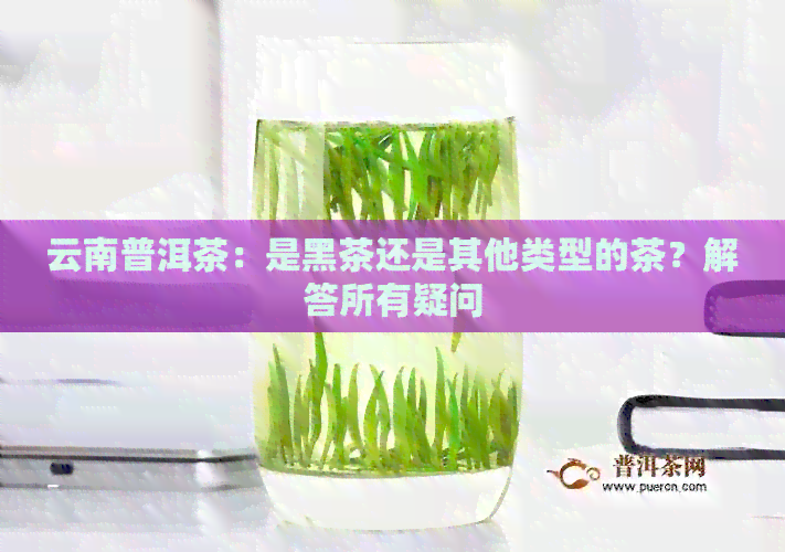 云南普洱茶：是黑茶还是其他类型的茶？解答所有疑问