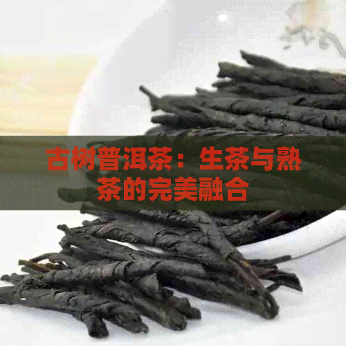 古树普洱茶：生茶与熟茶的完美融合