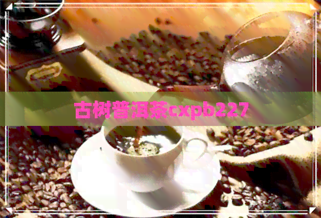 古树普洱茶cxpb227