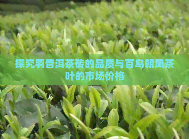 探究羽普洱茶砖的品质与百鸟朝凤茶叶的市场价格