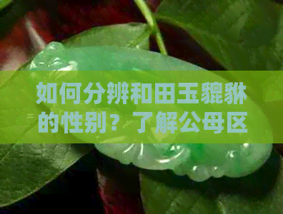 如何分辨和田玉貔貅的性别？了解公母区分方法，避免购买错误