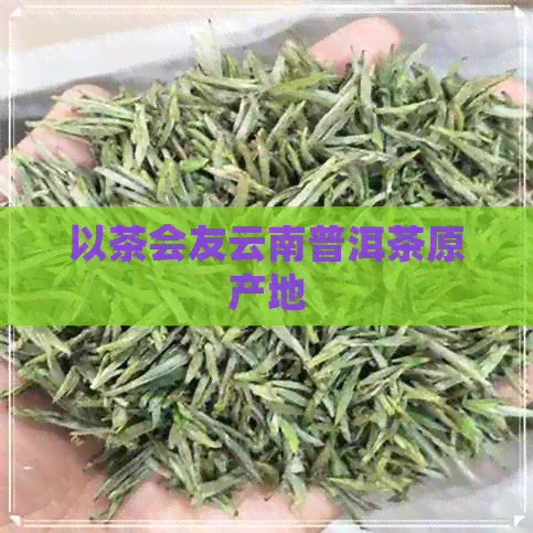 以茶会友云南普洱茶原产地