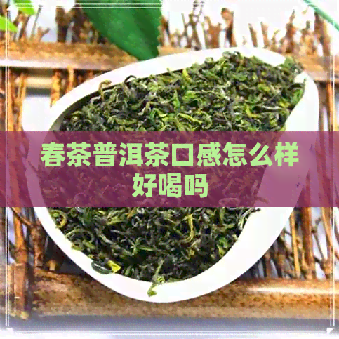 春茶普洱茶口感怎么样好喝吗