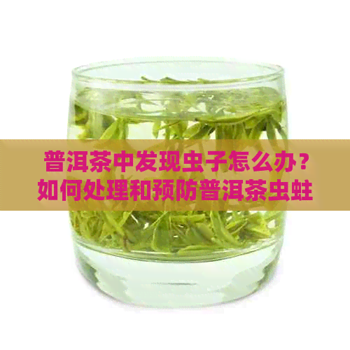 普洱茶中发现虫子怎么办？如何处理和预防普洱茶虫蛀问题