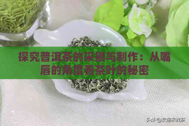 探究普洱茶的采摘与制作：从嘴唇的角度看茶叶的秘密