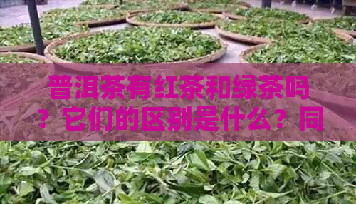 普洱茶有红茶和绿茶吗？它们的区别是什么？同时，普洱茶有红茶和白茶吗？