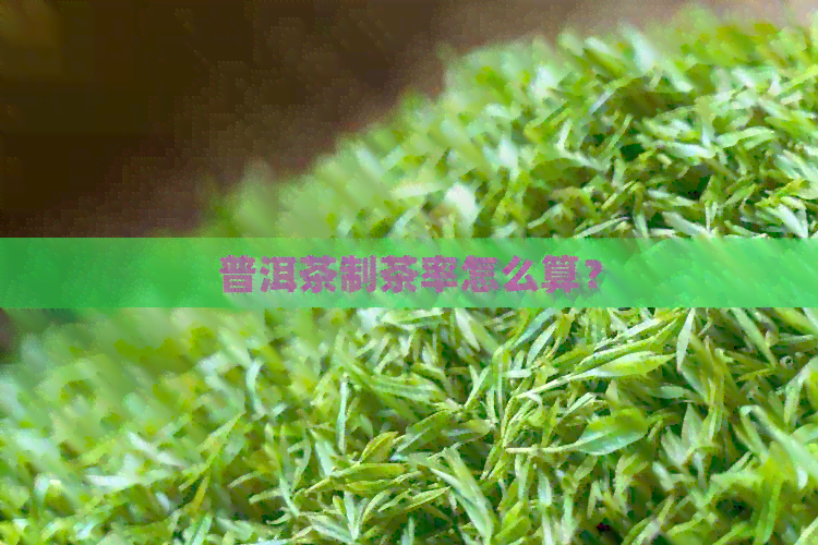 普洱茶制茶率怎么算？