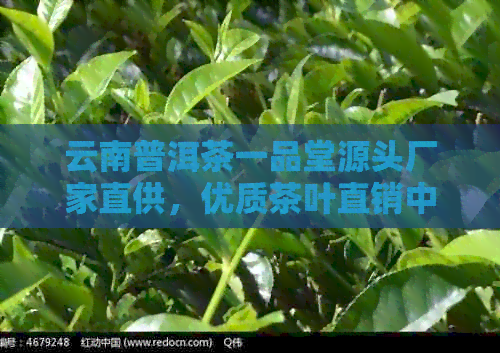 云南普洱茶一品堂源头厂家直供，优质茶叶直销中心地址查询