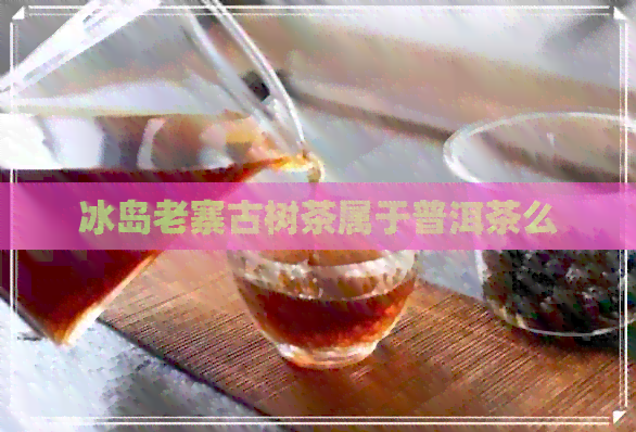 冰岛老寨古树茶属于普洱茶么