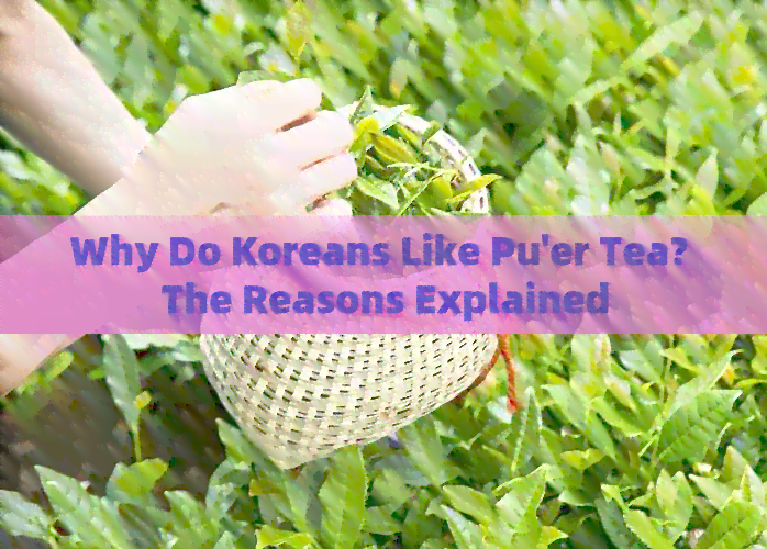 Why Do Koreans Like Pu'er Tea? The Reasons Explained