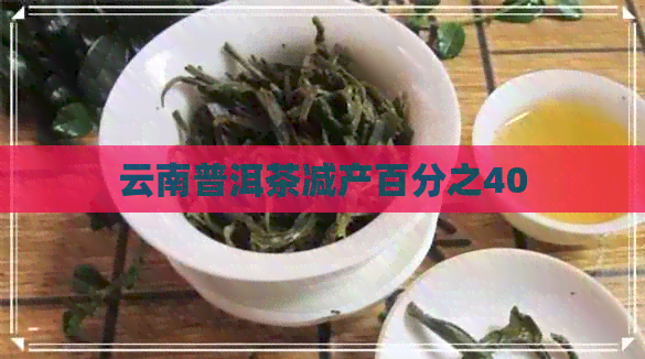 云南普洱茶减产百分之40