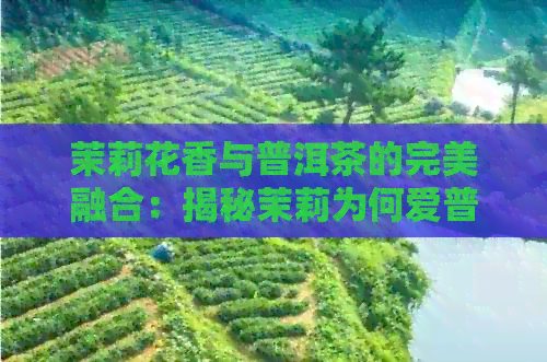 茉莉花香与普洱茶的完美融合：揭秘茉莉为何爱普洱的味道