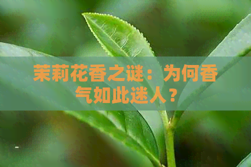 茉莉花香之谜：为何香气如此迷人？