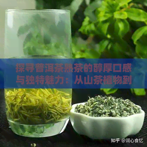 探寻普洱茶熟茶的醇厚口感与独特魅力：从山茶植物到京东十大排行榜