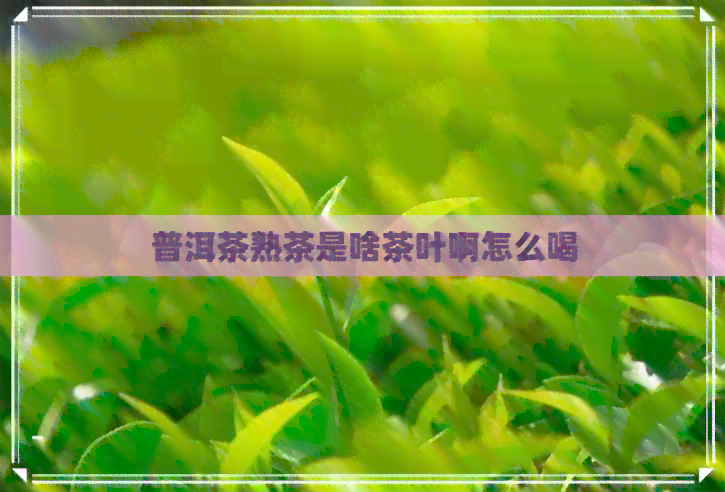 普洱茶熟茶是啥茶叶啊怎么喝