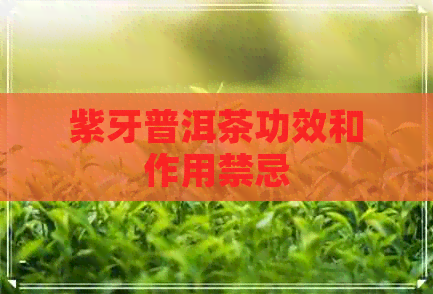 紫牙普洱茶功效和作用禁忌