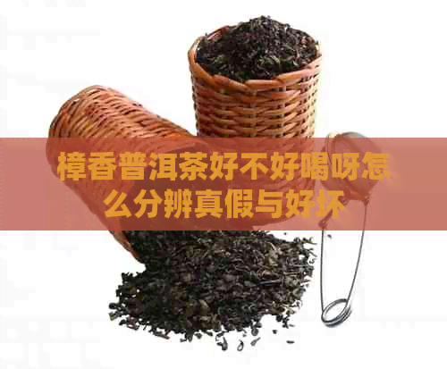 樟香普洱茶好不好喝呀怎么分辨真假与好坏