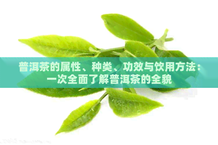 普洱茶的属性、种类、功效与饮用方法：一次全面了解普洱茶的全貌