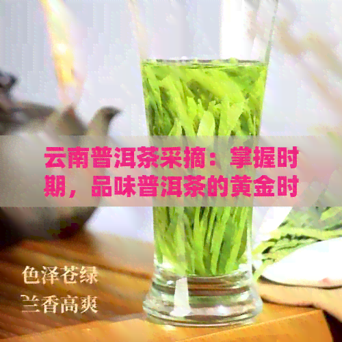 云南普洱茶采摘：掌握时期，品味普洱茶的黄金时刻