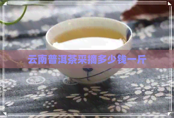 云南普洱茶采摘多少钱一斤