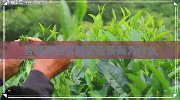 普洱茶熟普需要洗茶吗为什么