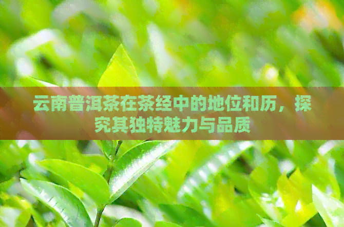 云南普洱茶在茶经中的地位和历，探究其独特魅力与品质