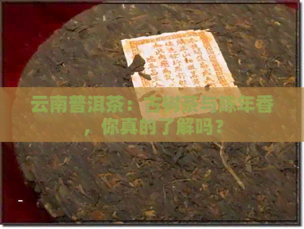 云南普洱茶：古树茶与陈年香，你真的了解吗？