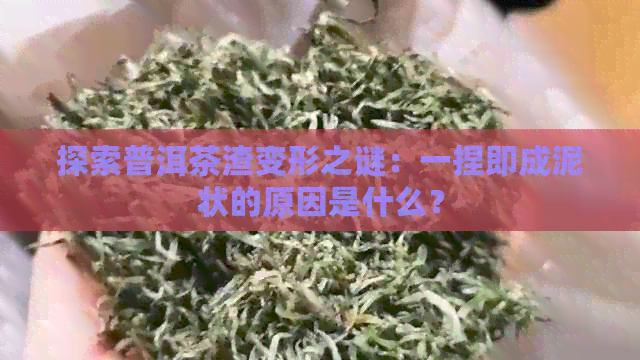 探索普洱茶渣变形之谜：一捏即成泥状的原因是什么？