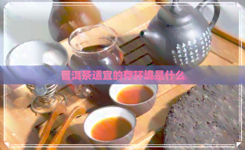 普洱茶适宜的存环境是什么