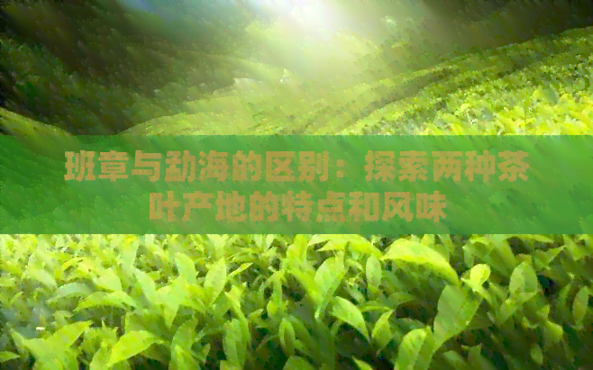 班章与勐海的区别：探索两种茶叶产地的特点和风味