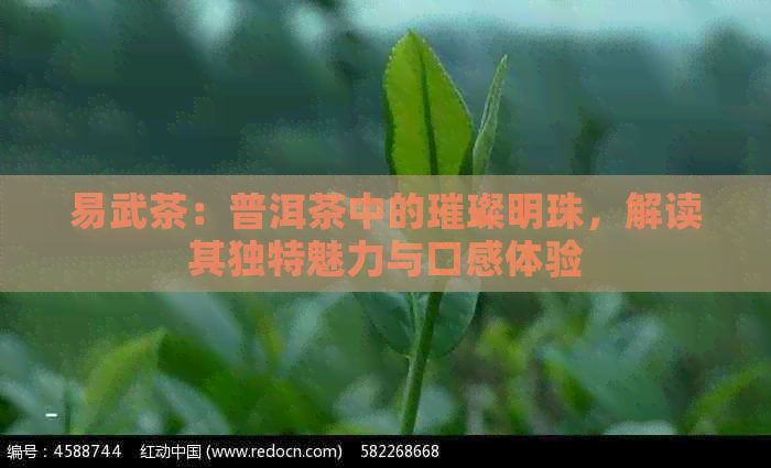 易武茶：普洱茶中的璀璨明珠，解读其独特魅力与口感体验