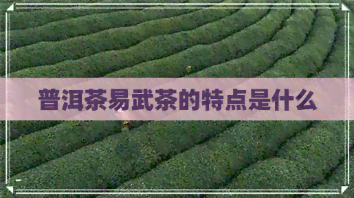 普洱茶易武茶的特点是什么