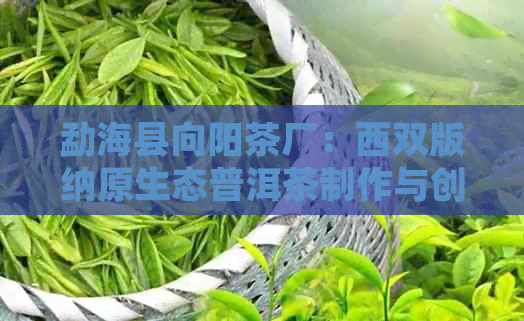 勐海县向阳茶厂：西双版纳原生态普洱茶制作与创新之路