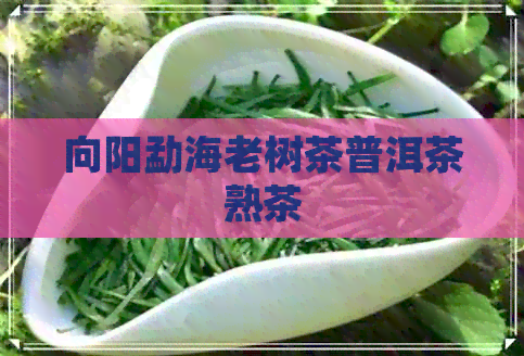 向阳勐海老树茶普洱茶熟茶