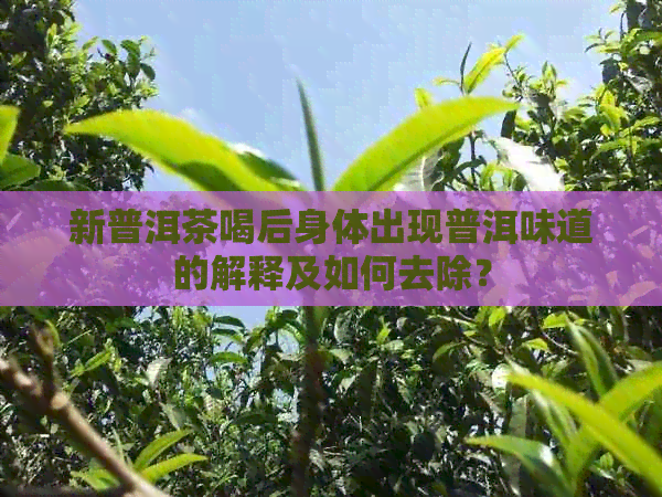 新普洱茶喝后身体出现普洱味道的解释及如何去除？