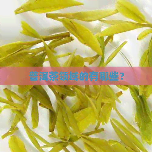 普洱茶领域的有哪些？