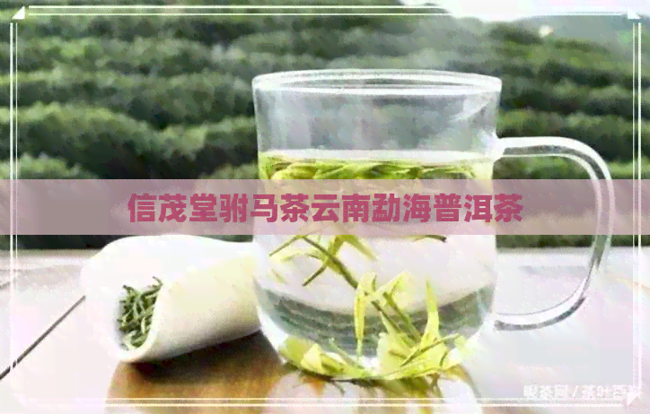 信茂堂驸马茶云南勐海普洱茶