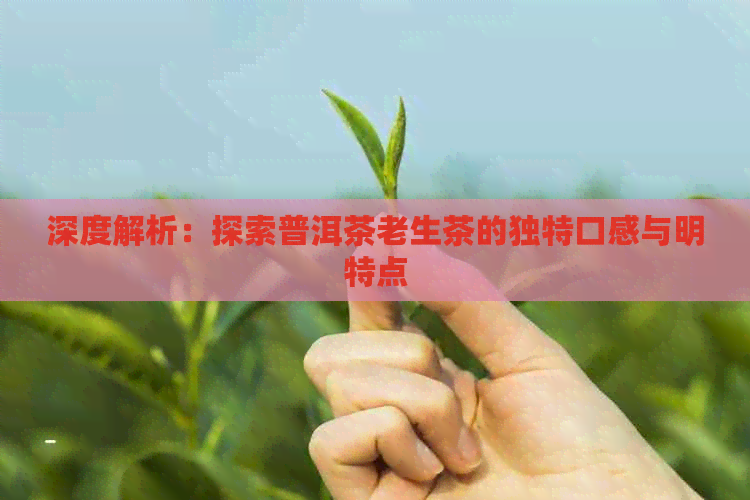 深度解析：探索普洱茶老生茶的独特口感与明特点