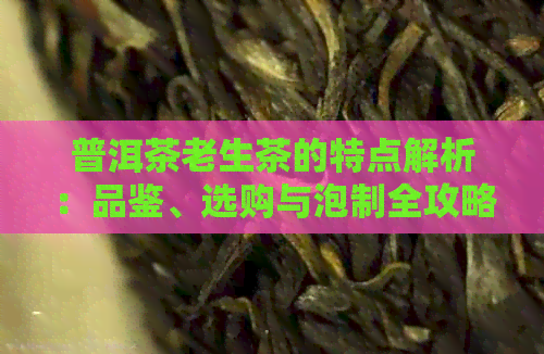 普洱茶老生茶的特点解析：品鉴、选购与泡制全攻略