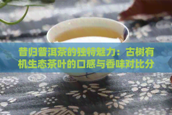 昔归普洱茶的独特魅力：古树有机生态茶叶的口感与香味对比分析