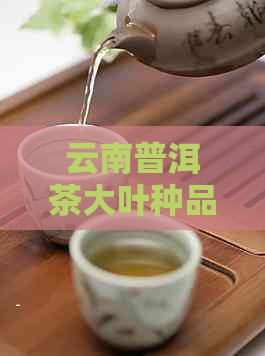 云南普洱茶大叶种品种分类及特点解析：一文全面了解各种大叶种茶叶