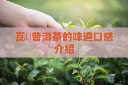 瓦竜普洱茶的味道口感介绍