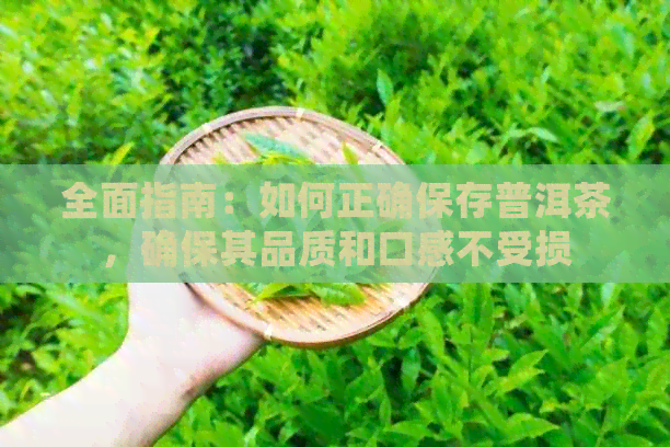 全面指南：如何正确保存普洱茶，确保其品质和口感不受损