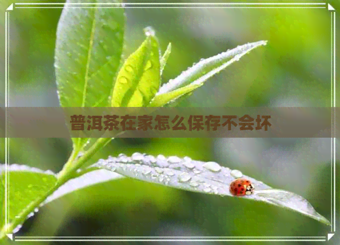 普洱茶在家怎么保存不会坏